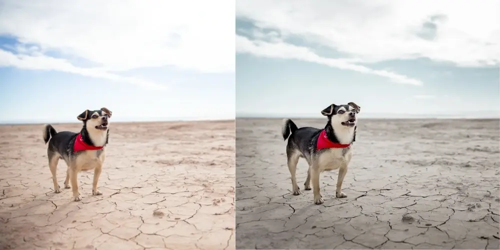 Before and after retouching a pet portrait for canvas printing — the original RAW file (left) versus the final print-ready edit by pet photographer Alicia Rius (right).