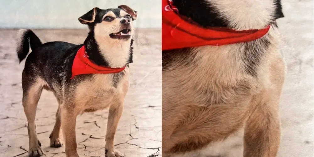 Close-up detail of a CANVASDISCOUNT custom photo blanket — vivid fur texture and color-matched stitching visible on fabric.