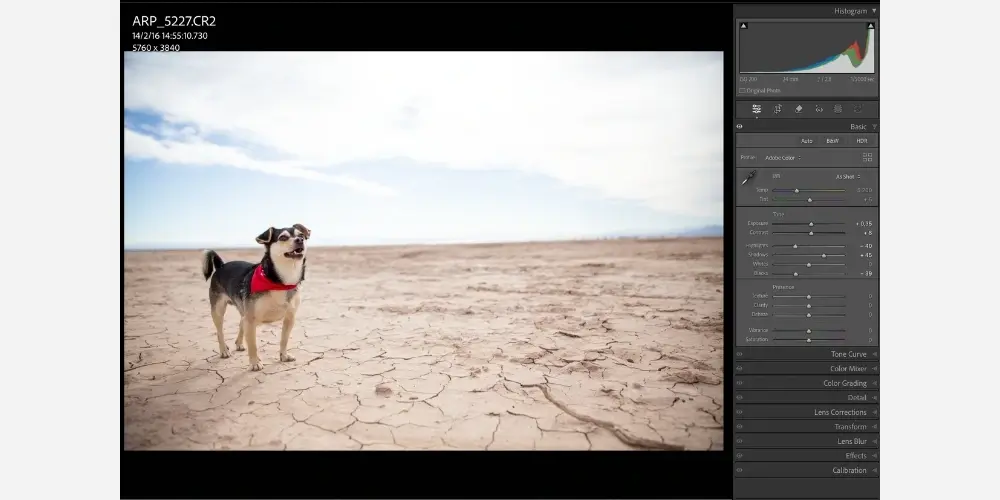 Pet photographer Alicia Rius preparing a dog portrait in Lightroom for high-quality printing