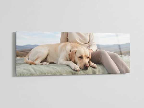 Panoramic acrylic print of a yellow Labrador lying beside its owner on a bed