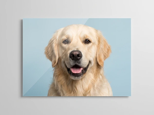 Acrylic print of a happy golden retriever against a light blue background