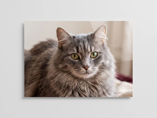 Acrylic print of a long-haired gray cat with green eyes