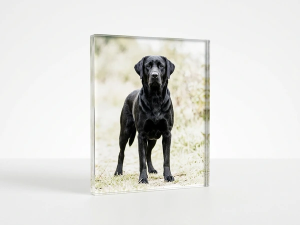 Acrylic photo of a black Labrador standing in a pale meadow