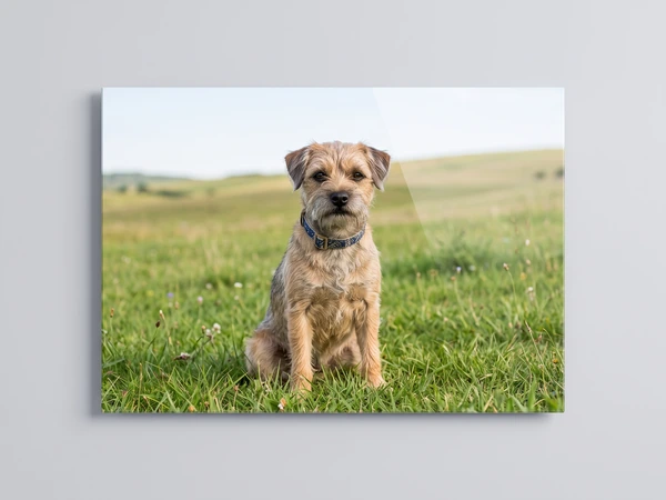 Acrylic print of a border terrier sitting in a green field