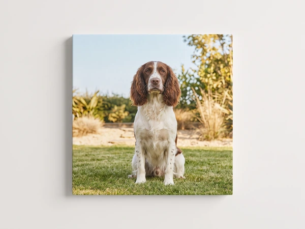 Canvas print of a springer spaniel sitting on a sunny lawn
