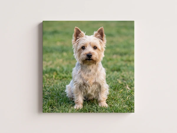 Canvas print of a West Highland terrier sitting on grass