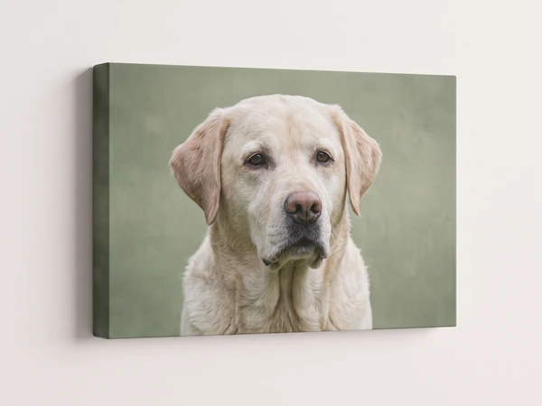 Canvas print of a cream Labrador against a sage green backdrop, seen at an angle