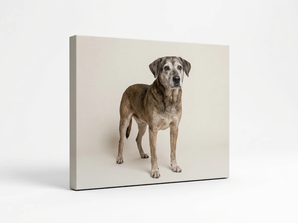 Canvas print of an older brindle dog standing against a plain background