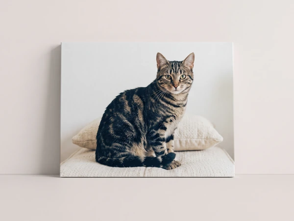Canvas print of a tabby cat sitting on a cushion, leaning against a wall