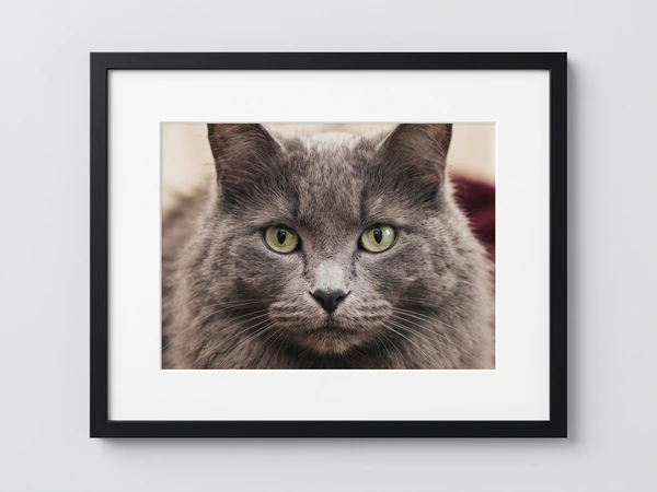 Black framed print of a gray long-haired cat with green eyes