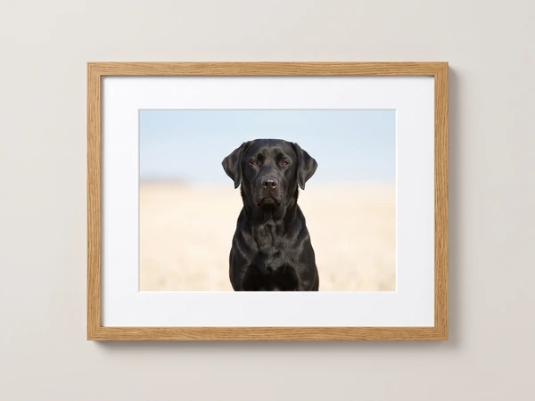 Oak framed print of a black Labrador in a pale field