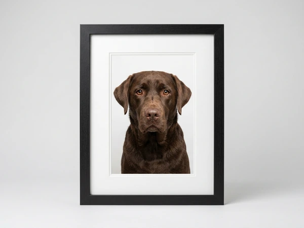 Black framed portrait of a chocolate Labrador on a white background