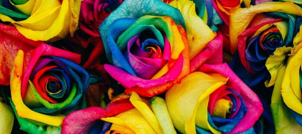 What is a Giclee Print (vs an Art Print). Close-up of flowers in vivid color.