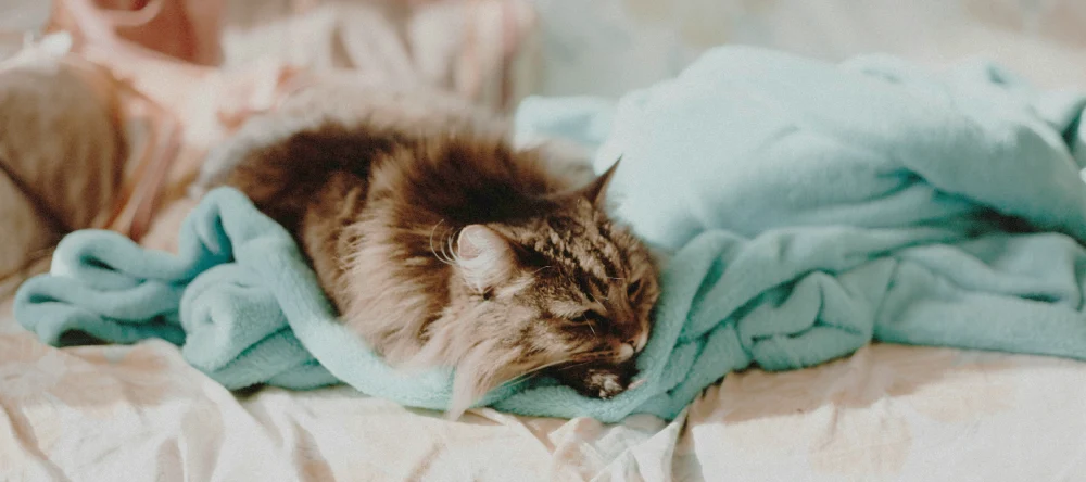 a cat napping cozily on a throw blanket