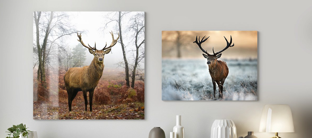 What are Metal Prints? All Your Questions Answered!