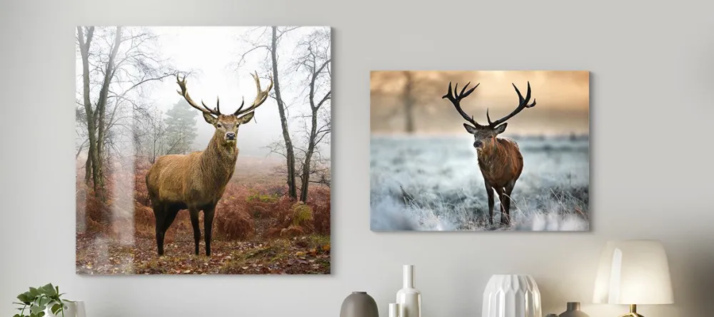 What is a metal print? Animal photography on metal prints.