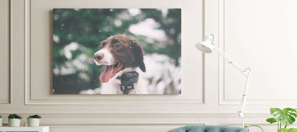 Do cheap canvas prints mean bad canvas prints. Canvas print with a beautiful dog close-up.
