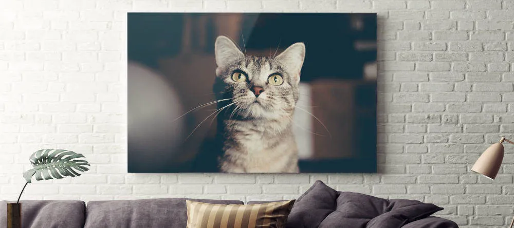 photo aluminum prints cat photo aluminum print