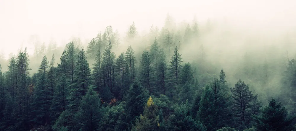 What is a canvas print. Your Canvas begins in forest.