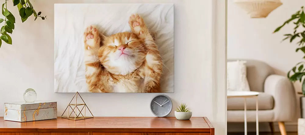 Cat canvas art: a cute kitten photo printed on canvas