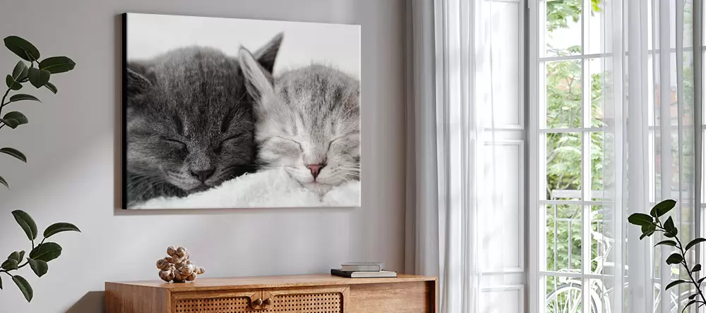 Cat canvas art: a photo of two cute cats printed on canvas