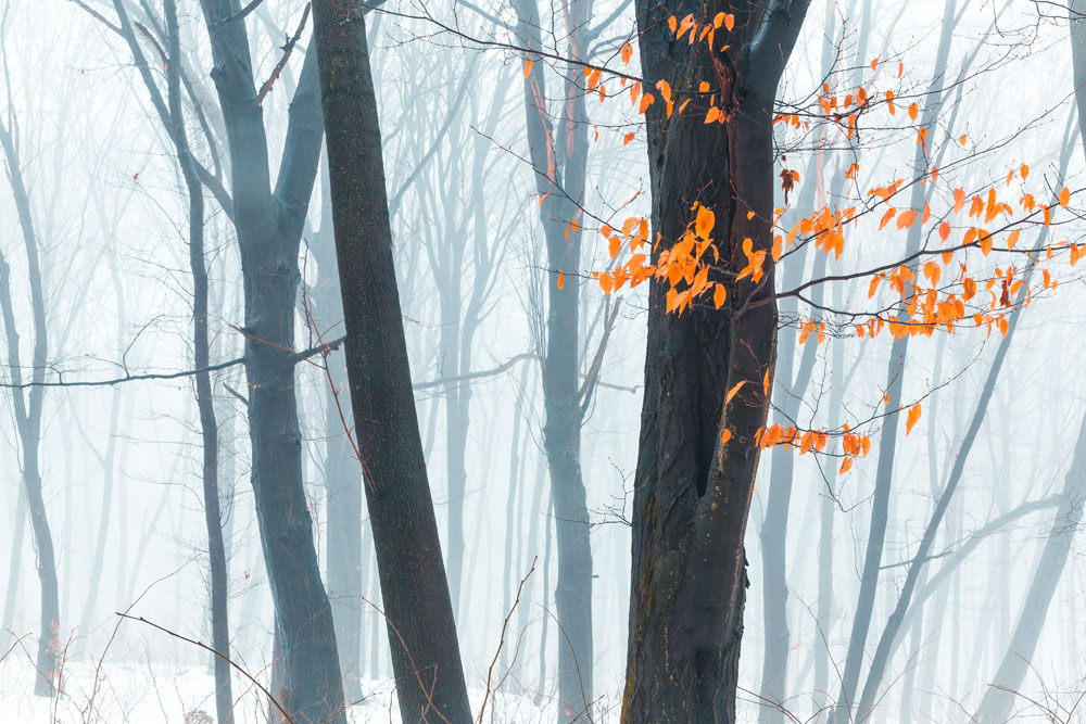 Schnee wirkt wie ein Freisteller