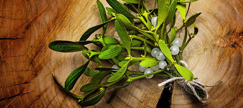 Ein Mistelzweig über der Tür schmückt die Wohnung und hat vielleicht noch andere Vorteile