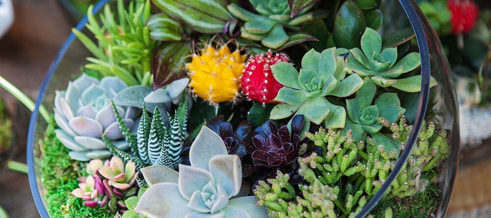 Es geht auch pflegeleichter – Moose und Kakteen ergeben schöne Landschaften
