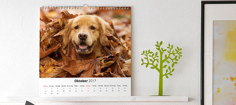 Wer sein Haustier liebt, hat auch mehr als genug Fotos – ideal für einen Kalender