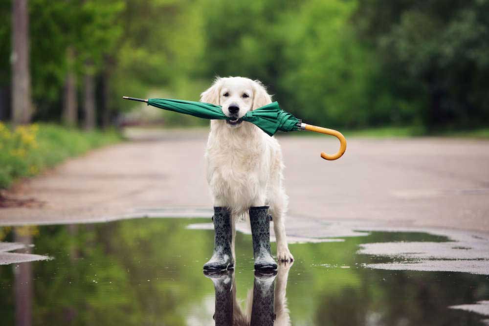 dog carrying umbrella
