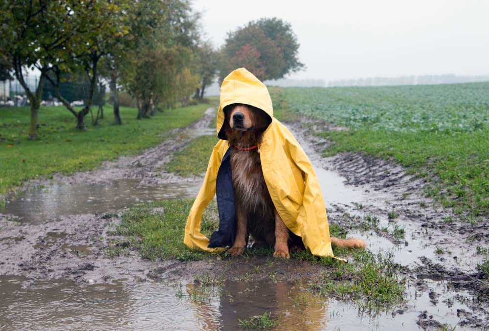 dog in raincoat