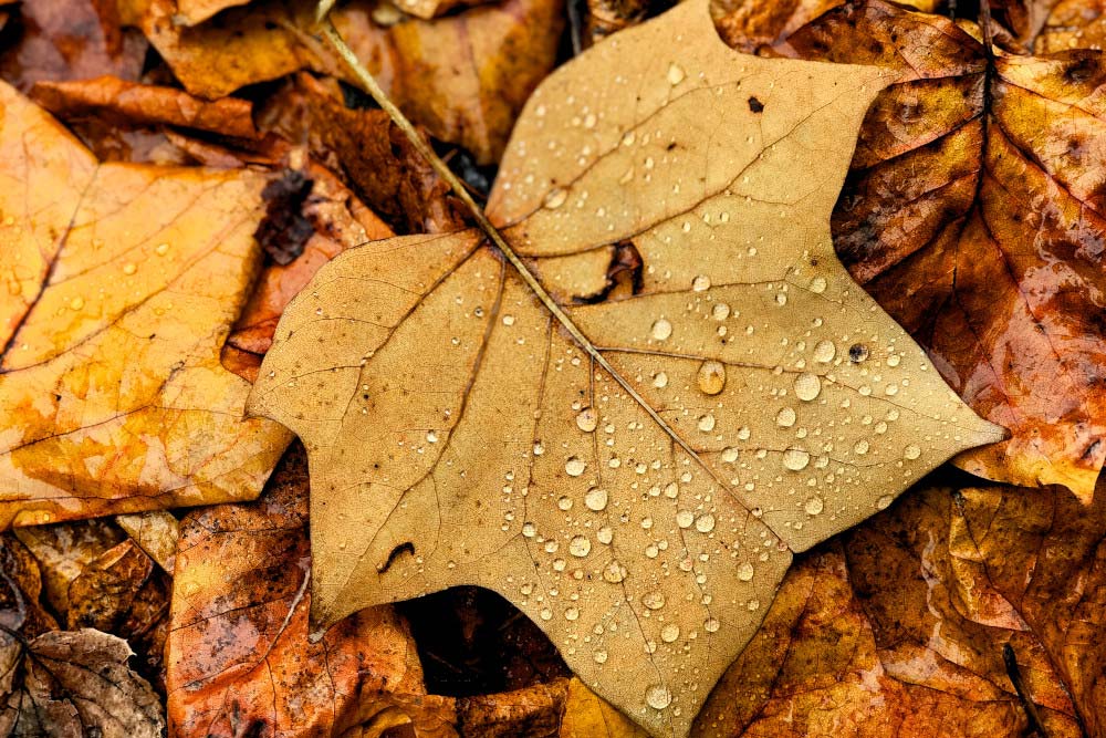 herbstfotografie blatt