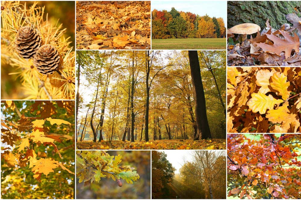herbstfotografie collage