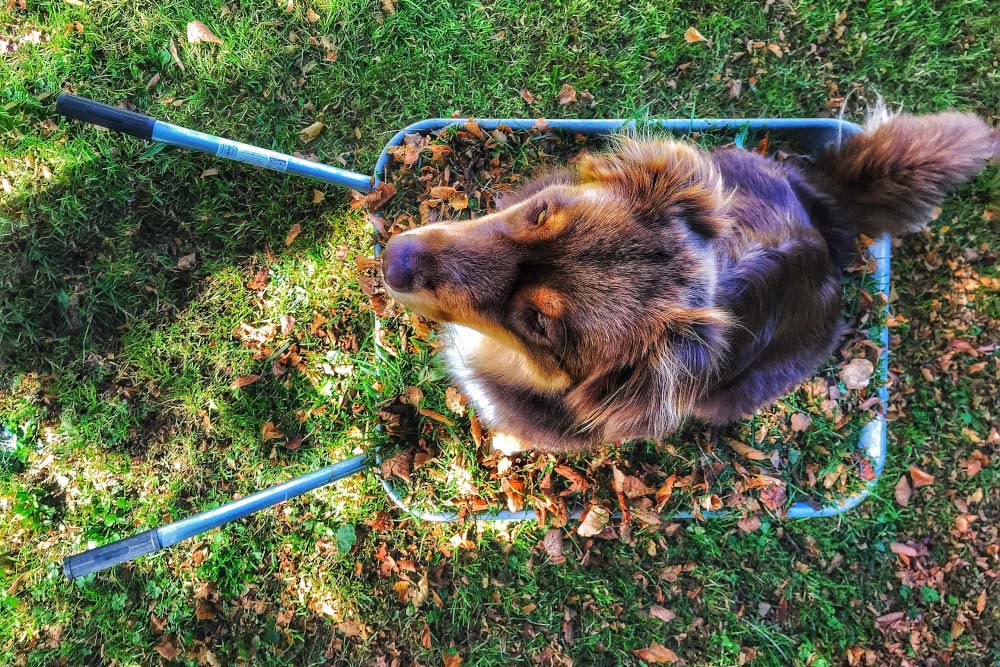 herbstfotografie hund im garten