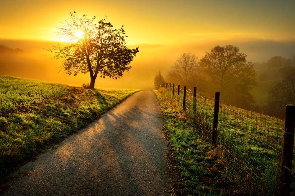 herbstfotografie strasse mit baum