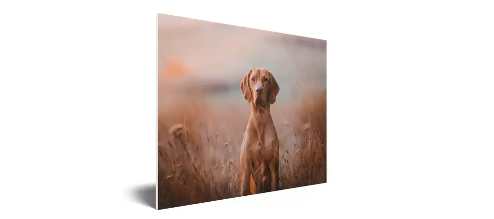 Was ist ein Fotoboard