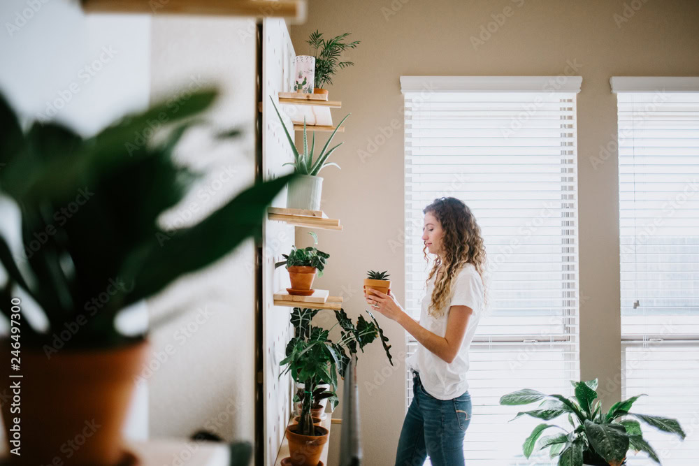 Indoor plant in a decorative pot