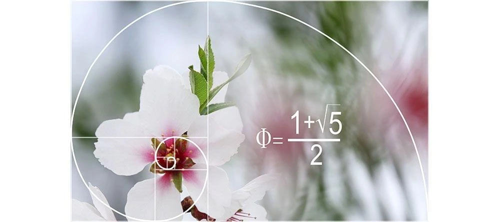 Known from mathematics: the spiral of the golden ratio influences our perceptions of beauty.
