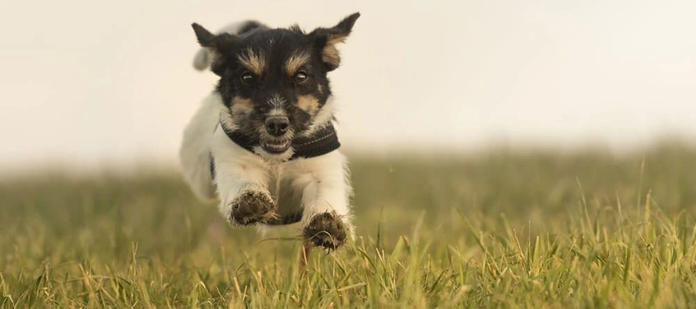 Forex prints are incredibly light and the matt photo paper guarantees laboratory-standard photo production